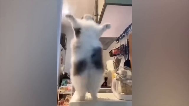 Самые смешные животные / Приколы с котами и собаками 2021 / LA #6