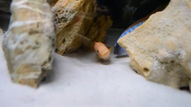 Нерест Лабеотрофеусов Тревавас Тхумби'О смотреть онлайн