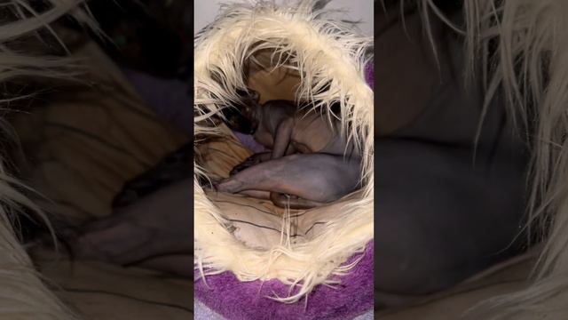 Мэгги не хочет вставать Мур Мур Кыця смотреть онлайн