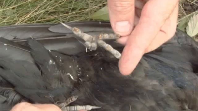 Птицы против воздушных ЛЭП (Bird against overhead lines) смотреть онлайн