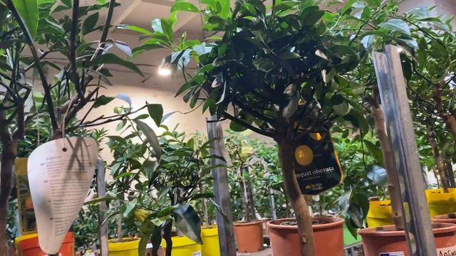 Обзор цитрусов: кумкваты и их гибриды смотреть онлайн