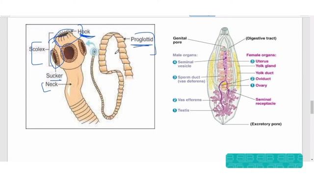 Parasitic adaptation in Platyhelminthes |Morphological |Physiological |CSS zoologypastpaper questio смотреть онлайн