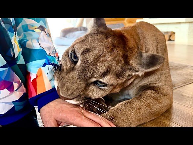 Ревность пумы Месси и как он покусал Сашу! смотреть онлайн