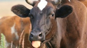 Симментальская порода крс | Особенности плюсы минусы породы симменталки | Сементал