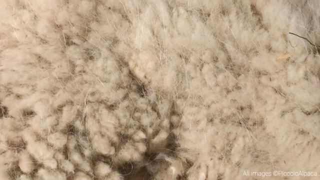 6 CURIOSITÀ sull'alpaca смотреть онлайн