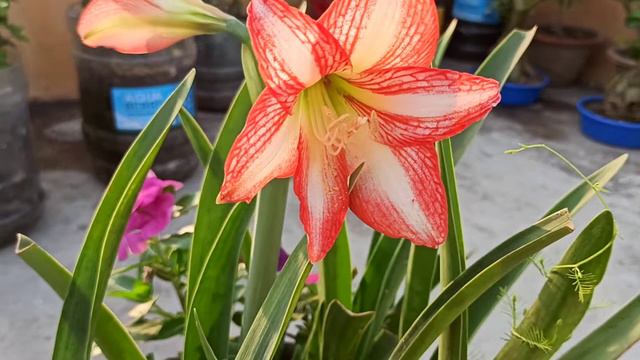 How to grow and care Amaryllis in summer 🌷🌷 смотреть онлайн