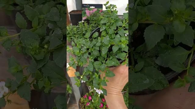 бакопа из семян.как выглядит,как формировать куст,как черенковать смотреть онлайн