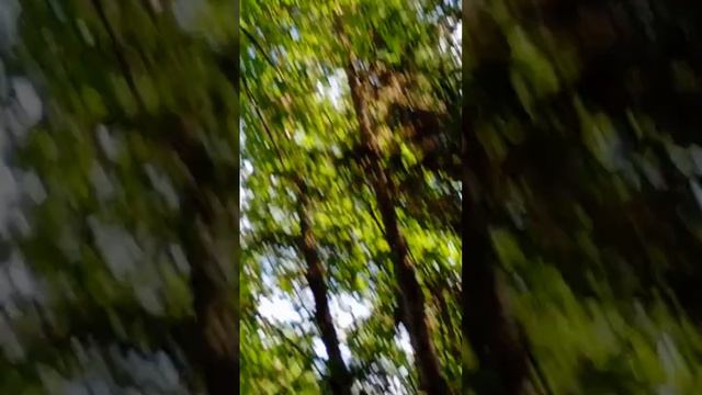 Видите белку? А она есть! смотреть онлайн