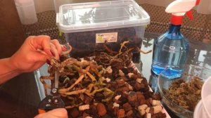 Орхидея  без листьев но с корнями