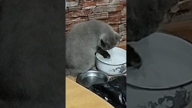 у моей Лели новые манеры: она пьет из лапки смотреть онлайн