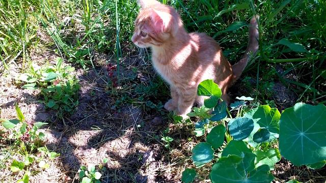 Хочу дать имена-Адам и Ева, Ной уже есть.🐈🐅 смотреть онлайн