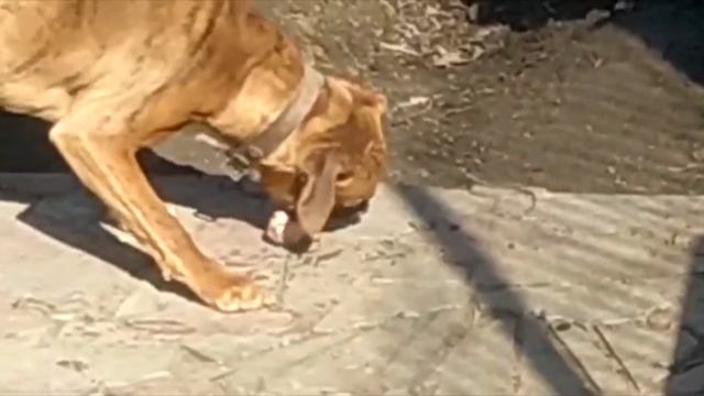 Собака немецкий боксер ест мясо с костями, шарпей тоже хочет!