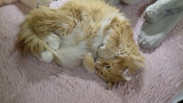 Азик лежит на кровати смотреть онлайн