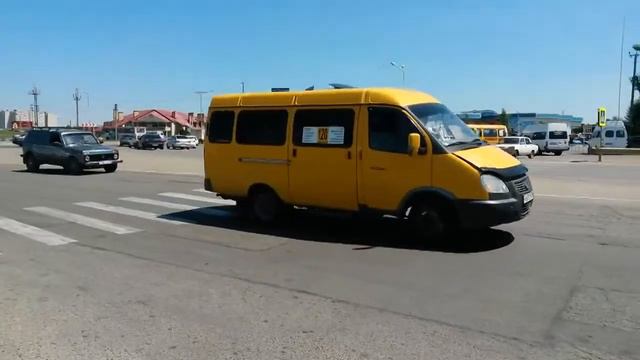 Животные даже соблюдают ПДД смотреть онлайн