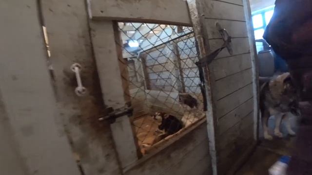 поездка в приют для бездомных животных v 2.0 // почистили снег // помощь животным // добрые дела смотреть онлайн