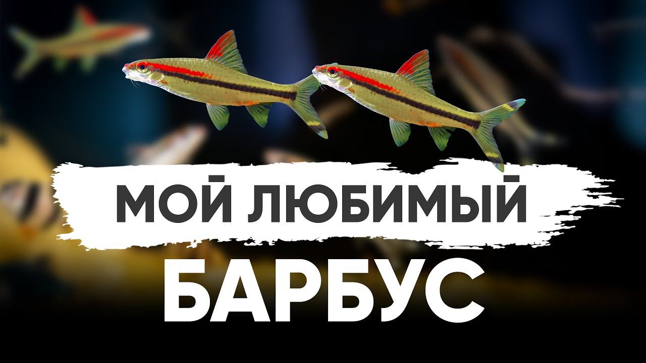 Мой любимый барбус - Барбус Денисони смотреть онлайн