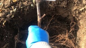 Посадка ремонтантной малины осенью