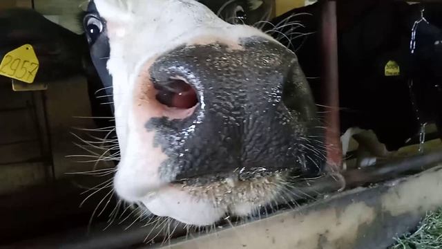 Любопытные коровы смотреть онлайн