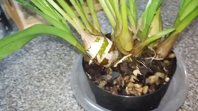 Орхидея цимбидиум. смотреть онлайн