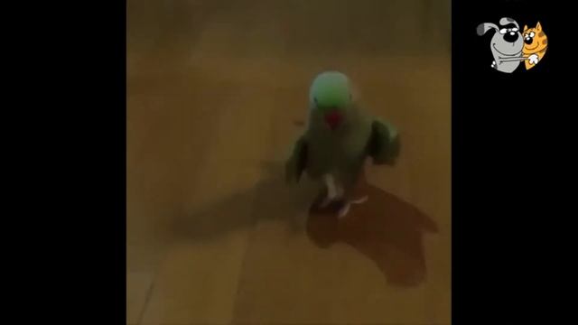 Funny animals. Funny parrots / Смешные животные. Веселые попугаи смотреть онлайн