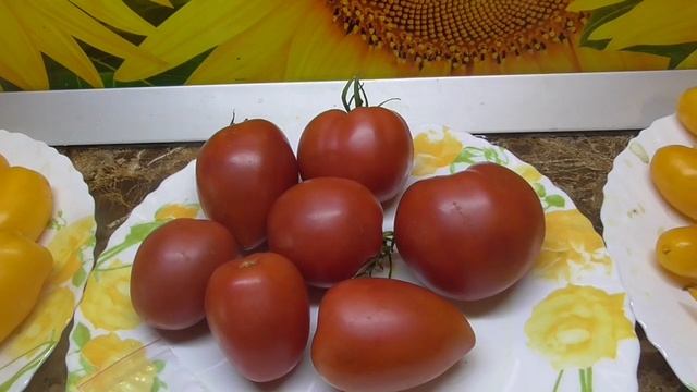 Лучшие сорта Томатных Гномов в открытом грунте. Гном Балет Мелани. Обзор кустов, листьев и плодов. смотреть онлайн