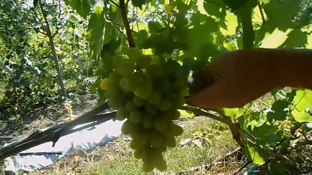 ПОДАРОК ЗАПОРОЖЬЯ. КАК СТАРЫЙ ДРУГ? смотреть онлайн