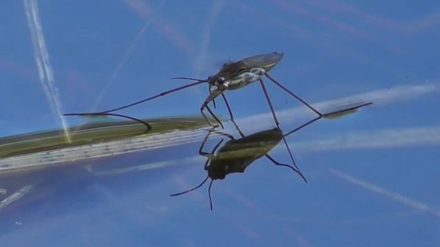 Водомерка. ( Gerridae )