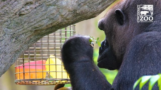 Western Lowland Gorilla Using A Tool - Cincinnati Zoo