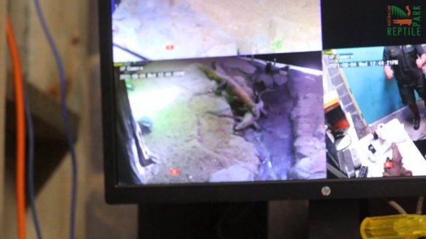 KOMODO DRAGON MATING (LIVE FOOTAGE) | AUSTRALIAN REPTILE PARK