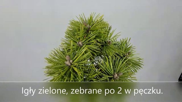 Sosna hakowa KALHOTY - Pinus uncinata- przez śląskich klientów zwana Galotami :) смотреть онлайн