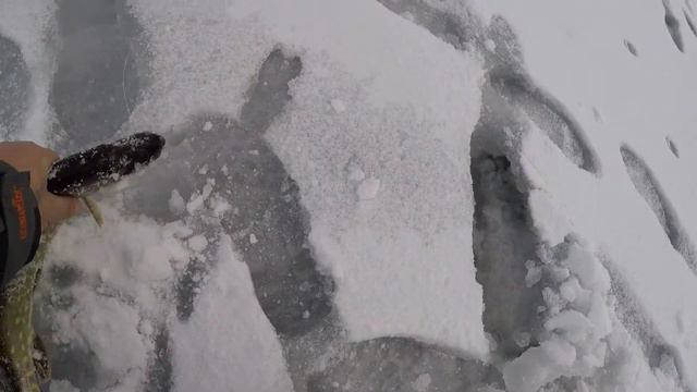 Щука на жерлицы в декабре.Раздача ЩУКИ перед Новым Годом.Зимняя Рыбалка на Жерлицы.Жерлицы на щуку смотреть онлайн