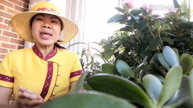 เงินไหลนองทองไหลมา,ต้นไม้มงคล,ต้นไม้ฟอกอากาศ. ต้นไม้ในอังกฤษ смотреть онлайн