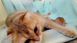 Новорожденный Котенок мяукает . Мама Кошка закрывает лапкой, чтобы он не уполз .