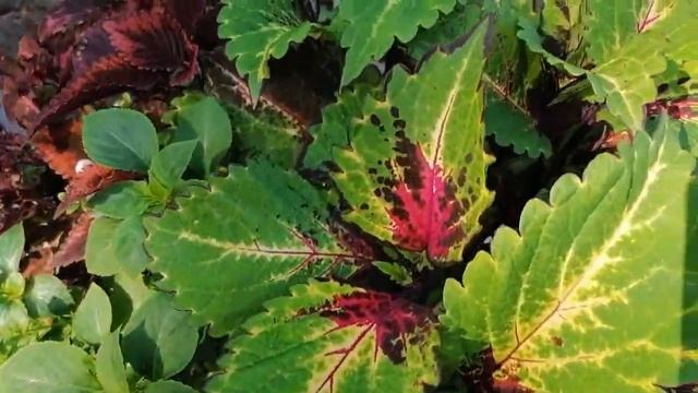 КОЛЕУС))) Миксы из КОЛЕУСОВ)) КРАСОТА в САДУ)))