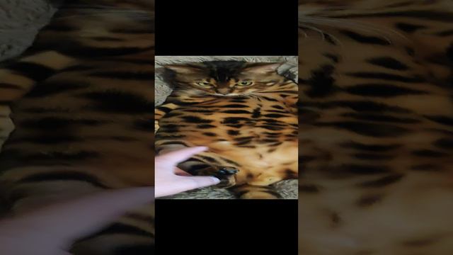 Немного из жизни кота Кокоса. Косе 2 годика) смотреть онлайн