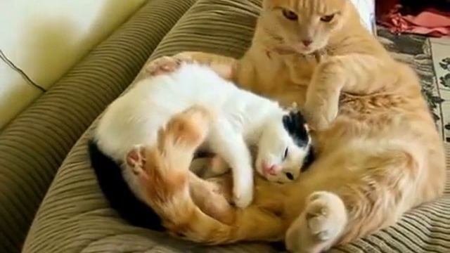 Котенок укусим маму и получил.