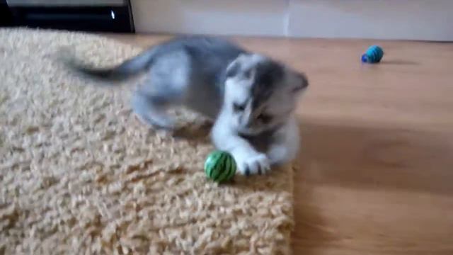 Малыш Тикированный окпас SFS ns25 смотреть онлайн