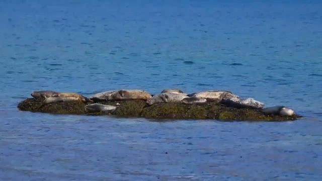 Relax music and seals - perfect psychotherapy for regulating well-being, rest смотреть онлайн