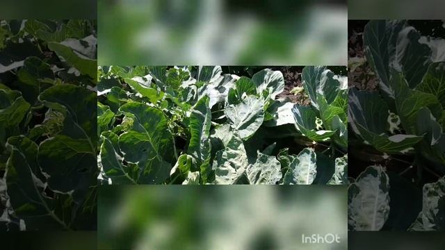 Июльские заготовки и сбор урожая чеснока,цветной капусты. смотреть онлайн