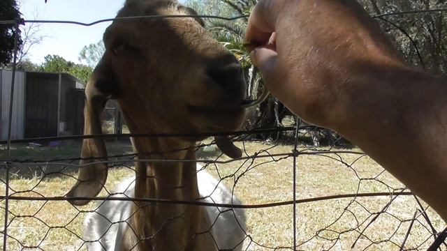 Sweet Edible Honey Locust Pod Pulp Taste Test 🌳🐐😋 смотреть онлайн