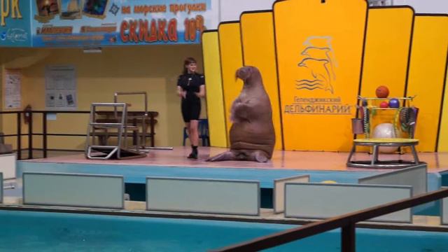 Геленджикский дельфинарий, 2015 год смотреть онлайн