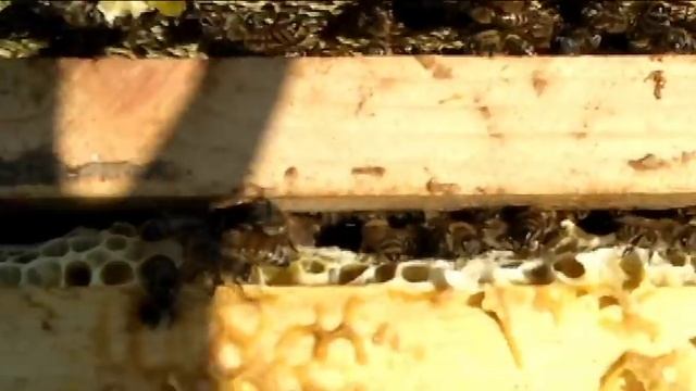 Матка Элган Из Германии пчёлы сами борятся с клещём смотреть онлайн