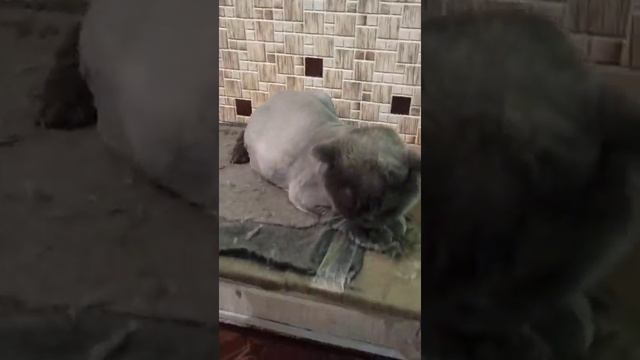 Котик Босс подстригся на лето и избавился от колтунов! /стрижка кошек. смотреть онлайн