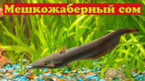 Мешкожаберный сом