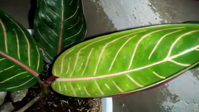 Tanaman Hias Indoor - Aglaonema Red Sumatra смотреть онлайн