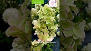 Шедевр Мировой селекции,сорт гортензии от Жана Рено 2023 года, гортензия «МЕТАЛЛИКА» (Metallika)