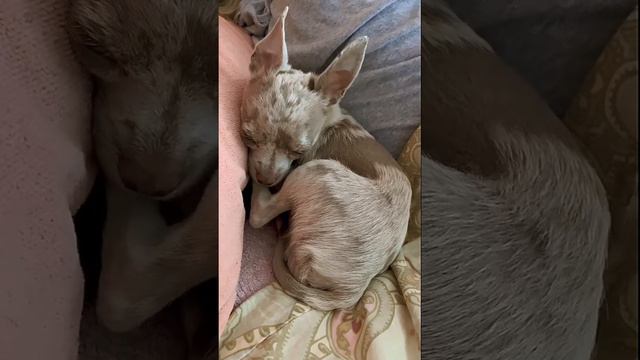 🐶Икота, икота, перейди на Федота …, собака Чихуахуа, hiccup, dog, chihuahua 😀 смотреть онлайн