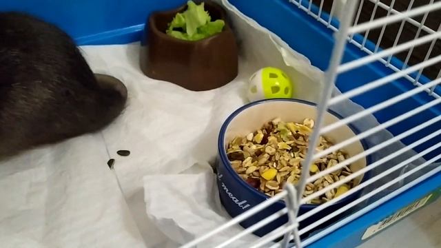 Минус керамической миски. У Мэнни новая миска!!! смотреть онлайн