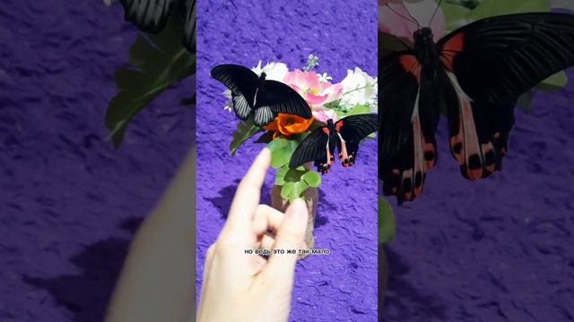 Сколько живут бабочки ?