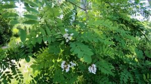 Почему Робиния ложноакациевая занесена у нас в Чёрную книгу. Полезная информация о белой акации